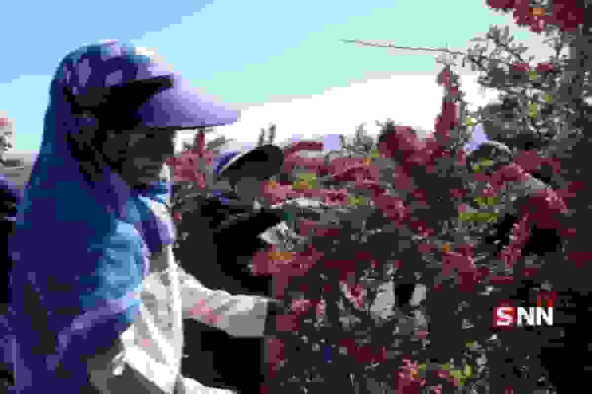 طلای سرخ در چنگال دلالان؛ سرنوشت زرشک خراسان جنوبی در نبود صنایع تبدیلی