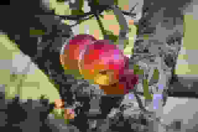 گردش مالی ۱۰ همتی سیب مراغه و نقش دانشگاهها در احیای دریاچه ارومیه