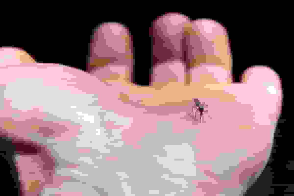 افزایش شمار مبتلایان به تب دنگی در هرمزگان به ۸۷ نفر