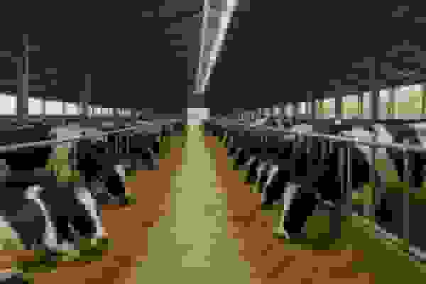 تعطیلی ۱۰۰ واحد گاوداری صنعتی در اردبیل