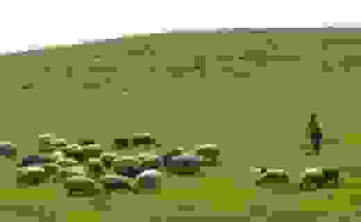 سهم ۲.۳ درصدی کردستان از کل دام سبک کشور