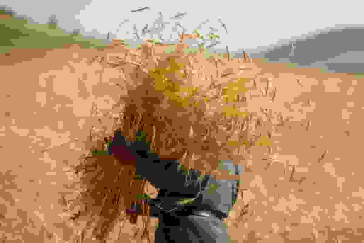 قیمت خرید تضمینی گندم ابلاغ شد