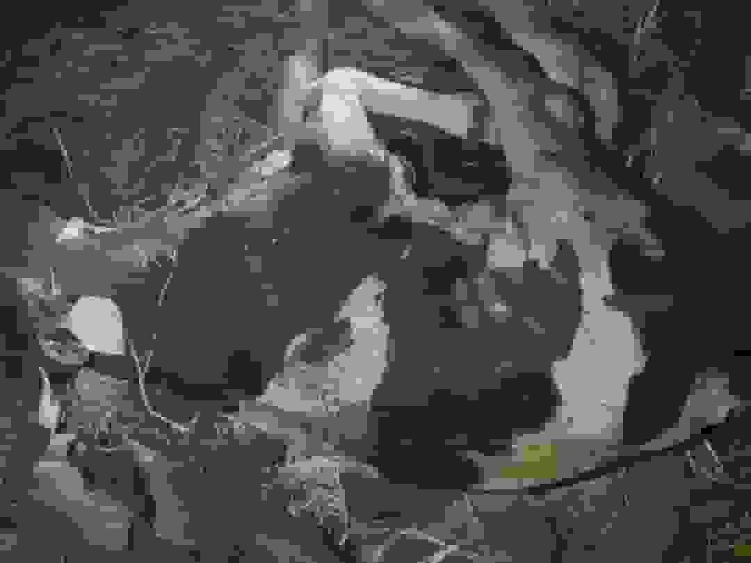 تلف شدن ۲۱ راس گاو در آتش‌سوزی گاوداری صنعتی فاروج