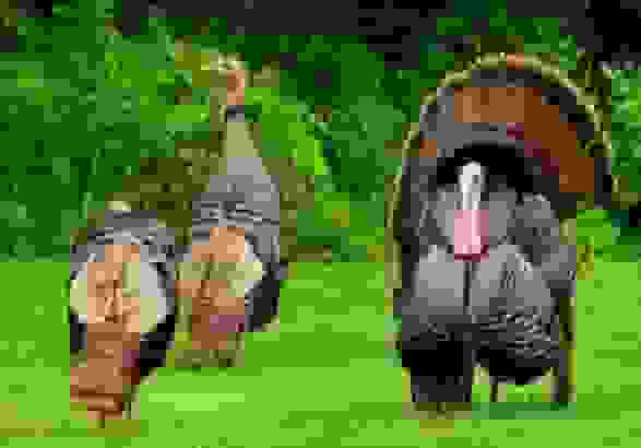 زنجان قطب پرورش و تولید گوشت بوقلمون کشور