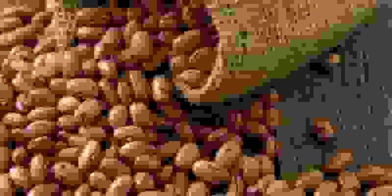 قیمت لوبیا چیتی از گوشت مرغ گران‌تر شد