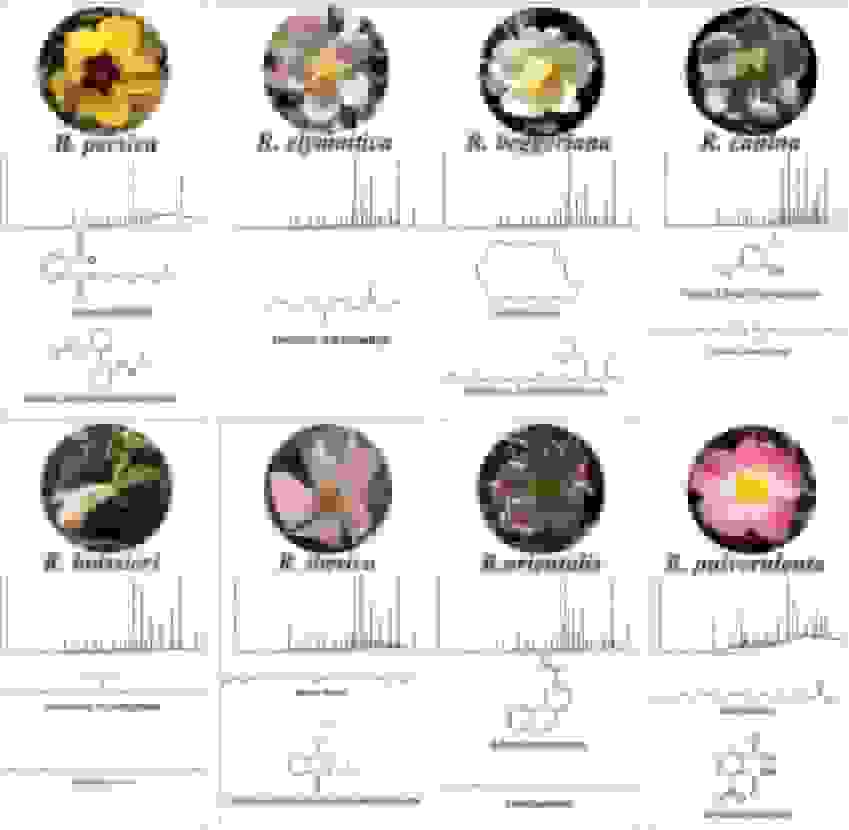 کشف ترکیب شیمیایی منحصر به فرد در گلبرگ رزهای وحشی ایران در دانشگاه تهران
