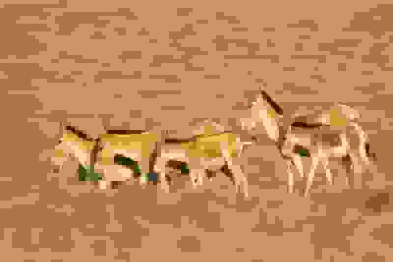 احیای گورخر ایرانی در پارک ملی گرمسار