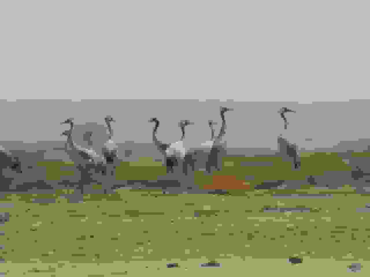 عدم صدور پروانه شکار در گنبدکاووس