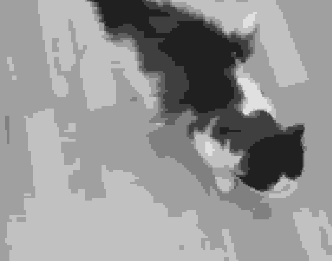 گربه بالدار در کرمان خبرساز شد؛ محیط زیست استان مشاهده را تأیید نمی‌کند