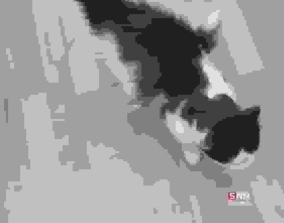 گربه بالدار در کرمان؛ واقعیت یا دروغ