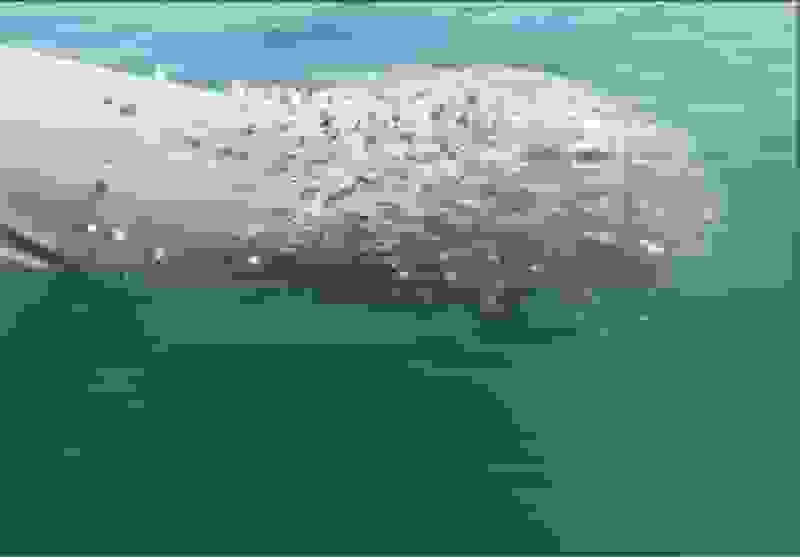 صادرات ۵۷ هزار تن آبزی از هرمزگان