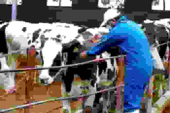 واکسیناسیون ۹۰ درصد دام‌های مازندران علیه تب برفکی