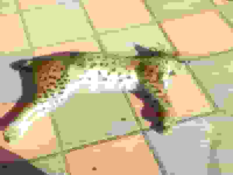 مرگ سیاه‌گوش اوراسیایی در جاده‌های کردستان بر اثر تصادف