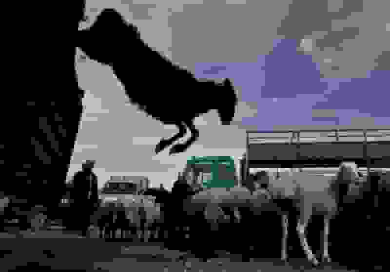 توقیف محموله قاچاق ۴۱۳ راس دام در ازنا