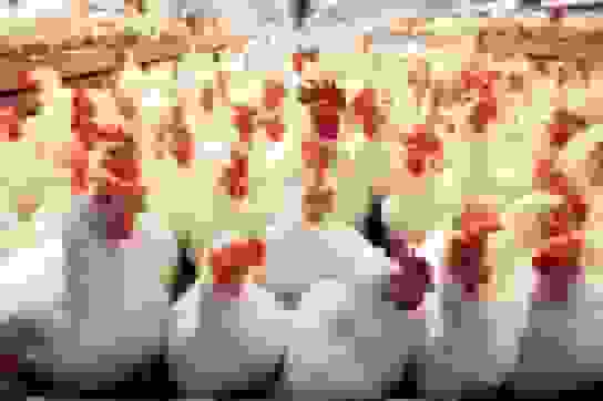 پشت‌پرده شایعه مرغ‌های نشئه - هر اقدام غیرعلمی خسارت‌بار خواهد بود