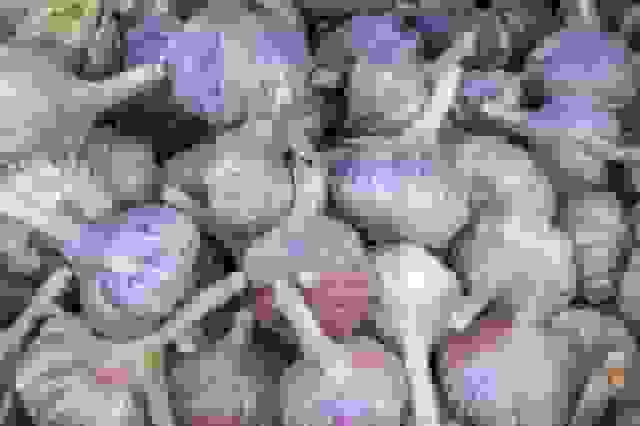 افزایش ۱۰۰ هکتاری سطح زیر کشت سیر در طارم