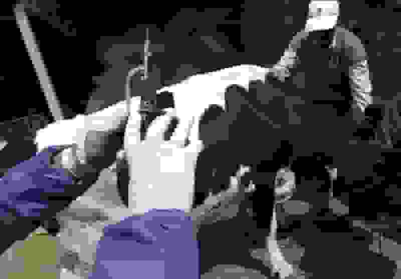 آغاز واکسیناسیون گسترده دام‌های البرز علیه سویه جدید بیماری