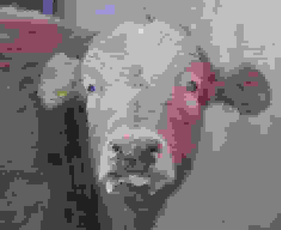 واکسیناسیون ۵۱۳ هزار دام در چهارمحال و بختیاری علیه تب برفکی