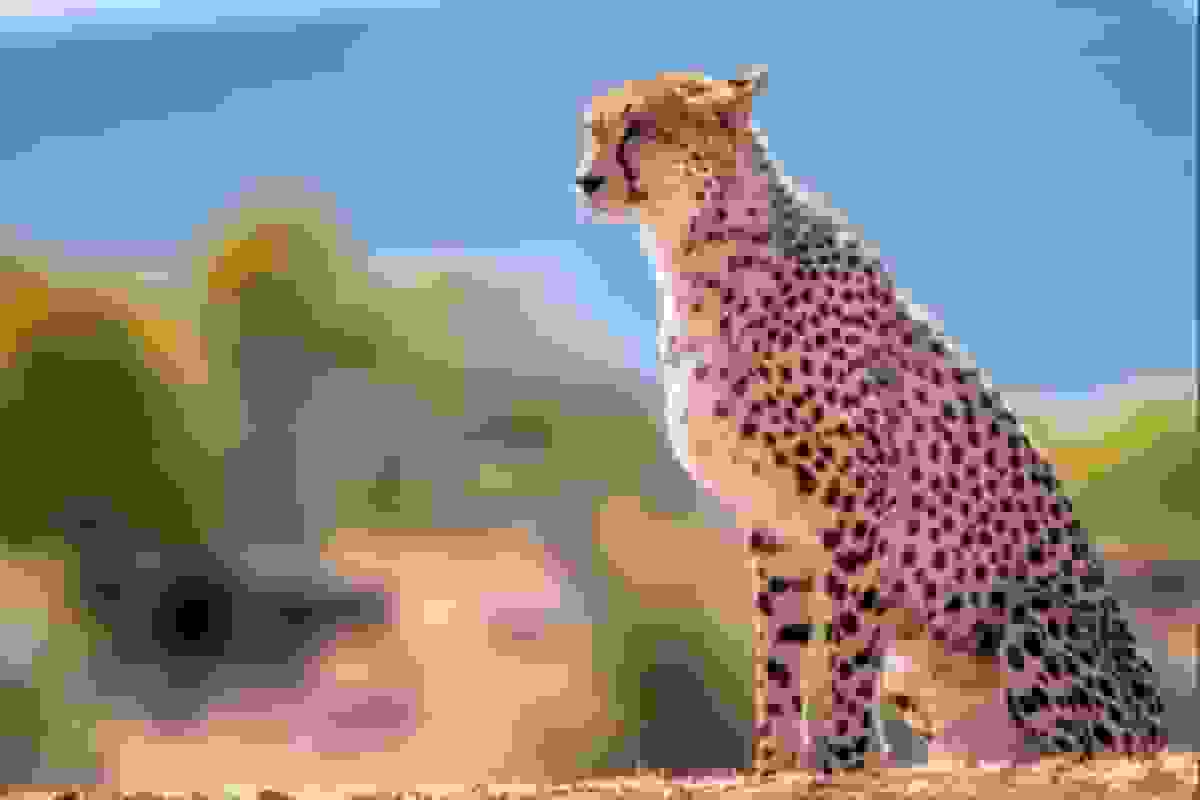 مرادزاده: علت مرگ پلنگ ایرانی مشخص نیست