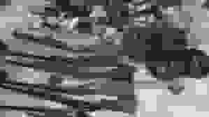 دستگیری چهار شکارچی غیرمجاز پرندگان کمیاب در چرام