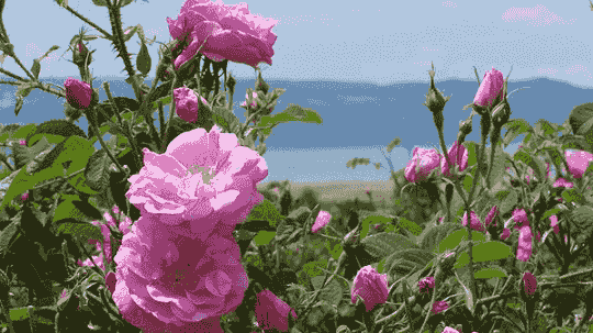 دستگیری پزشک قلابی سیار در حین انجام عمل لیپوساکشن در منزل