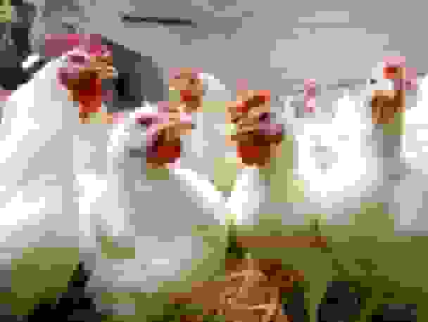 عرضه بیش از ۲۱۶ هزار تن گوشت طیور در کشتارگاه‌های رسمی کشور