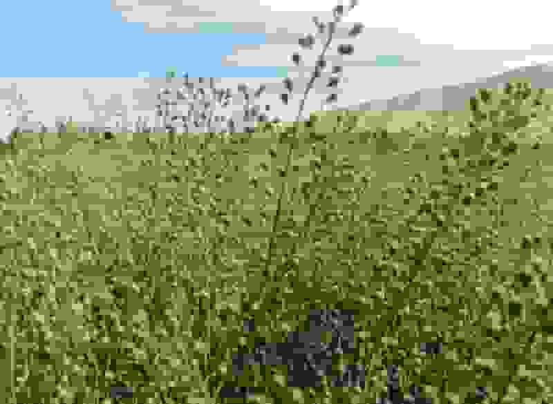 کشت کاملینا در شهرکرد برای رعایت الگوی کشت و بهره‌وری آب