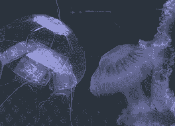 پهپاد زیردریایی چینی با طراحی عروس دریایی؛ تهدیدی جدید در عملیات‌های پنهان