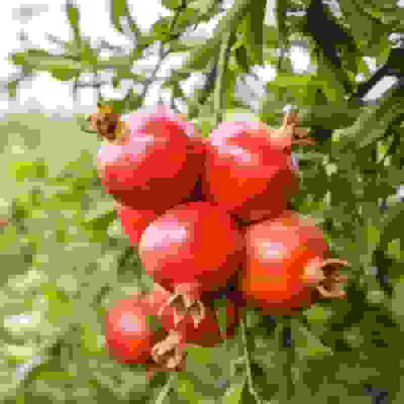 پایان نهمین جشنواره تئاتر بام آبی خلخال