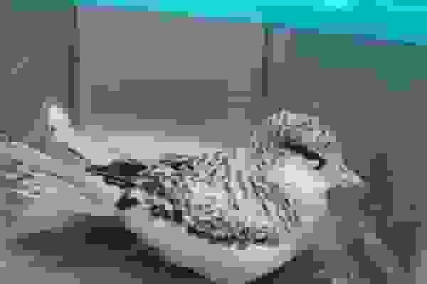 مشاهده و نجات پرنده نادر نوک‌سرخ دریایی در سواحل بندرعباس پس از چند دهه