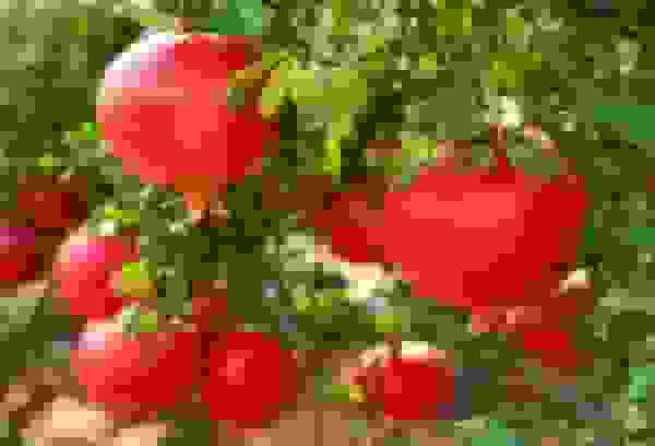 توسعه آبیاری قطره‌ای در باغات انار چهارمحال و بختیاری