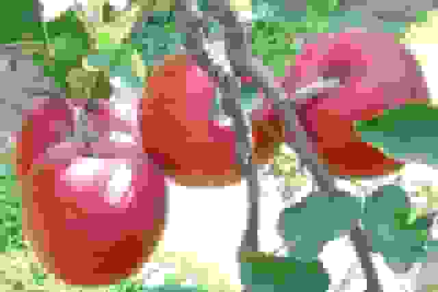 ترکیب طبیعی موجود در سیب که برای لثه مفید است