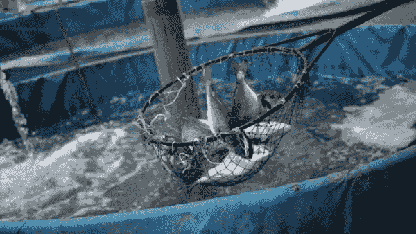 زنجان قطب تولید ماهیان سردآبی در شمال‌غرب کشور