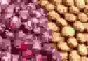 مازاد ۳۵۰ هزار تنی تولید سیب‌زمینی و پیاز در زنجان