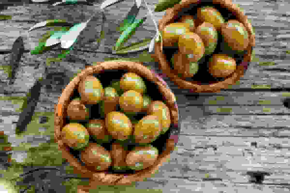 زیتون زنجان با وجود تولید بالا سهم ناچیزی از صادرات دارد