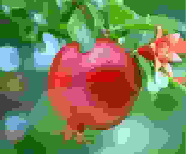 پیش‌بینی برداشت بیش از ۸ هزار تن انار از باغات شهرستان خاتم