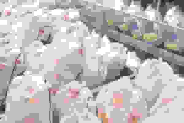 قیمت انواع گوشت مرغ تازه، بسته‌بندی و قطعه‌بندی اعلام شد