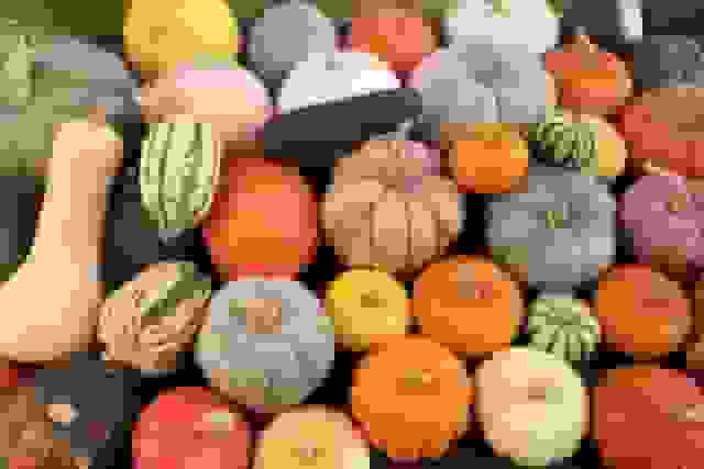 برداشت ۱۰ هزار تن کدو از مزارع بروجرد