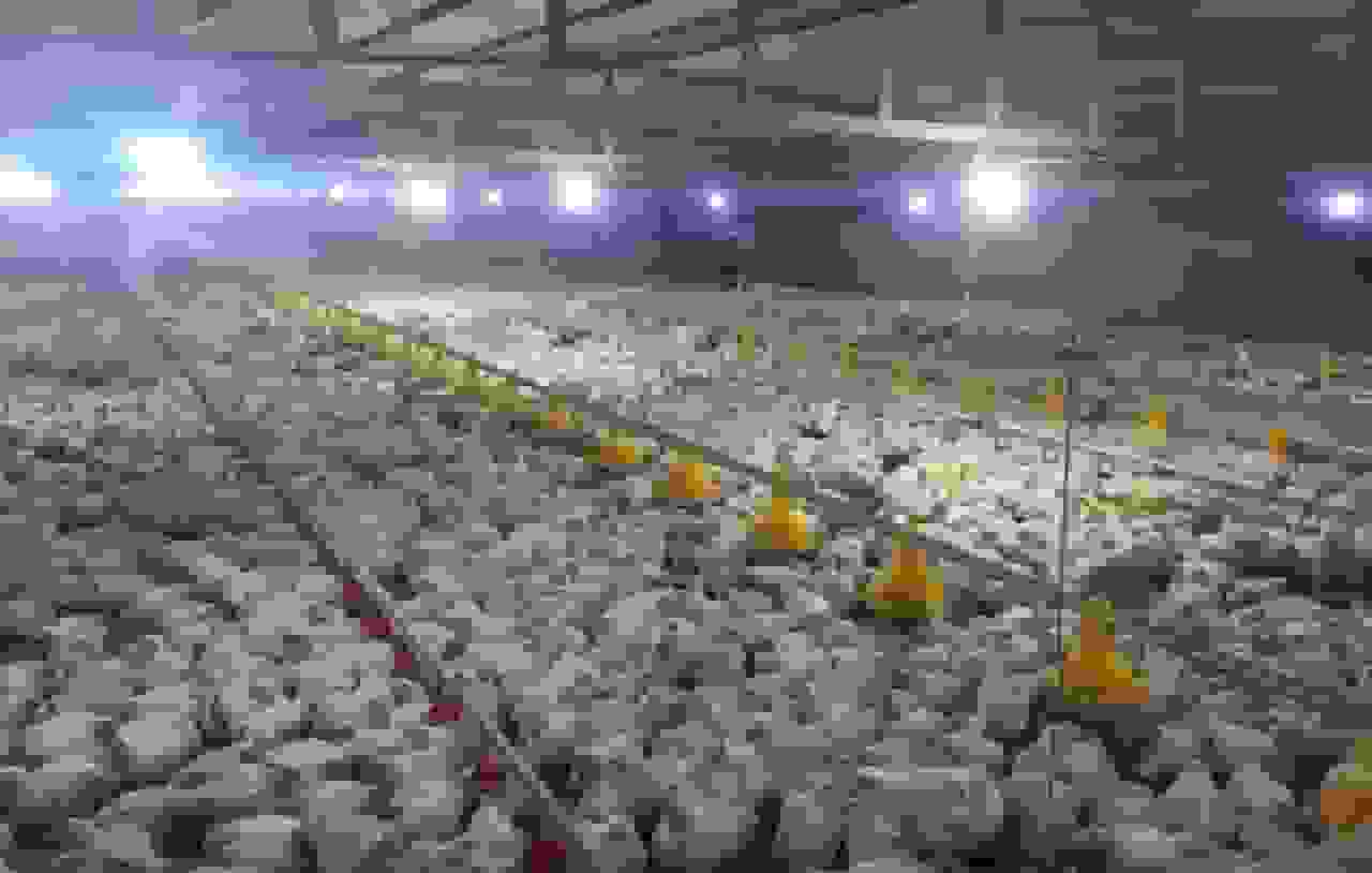 ۱۹۲ واحد پرورش طیور در استان زنجان فعال است