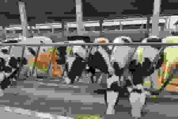 ۸۰ درصد دام‌های قم علیه تب برفکی واکسینه شدند