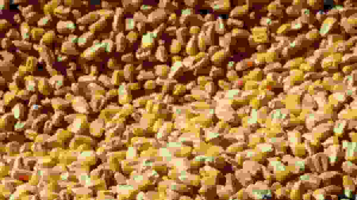 تحویل نهاده‌های دامی وارداتی به شرکت پشتیبانی امور دام از امروز آغاز شد