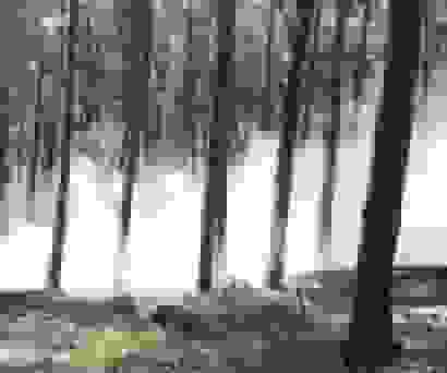 مهار کامل آتش‌سوزی در ارتفاعات لوندویل آستارا