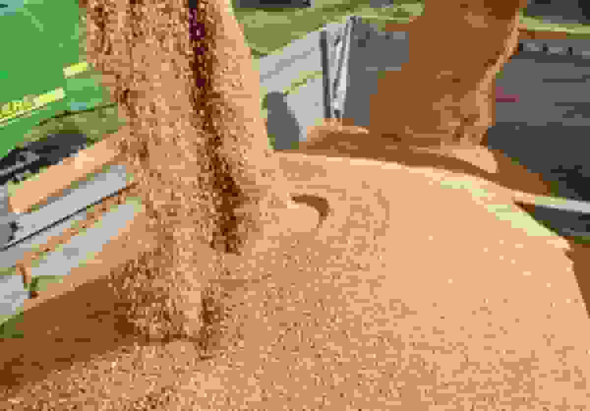 قیمت خرید تضمینی جو و ذرت ۲۳ هزار تومان تعیین شد