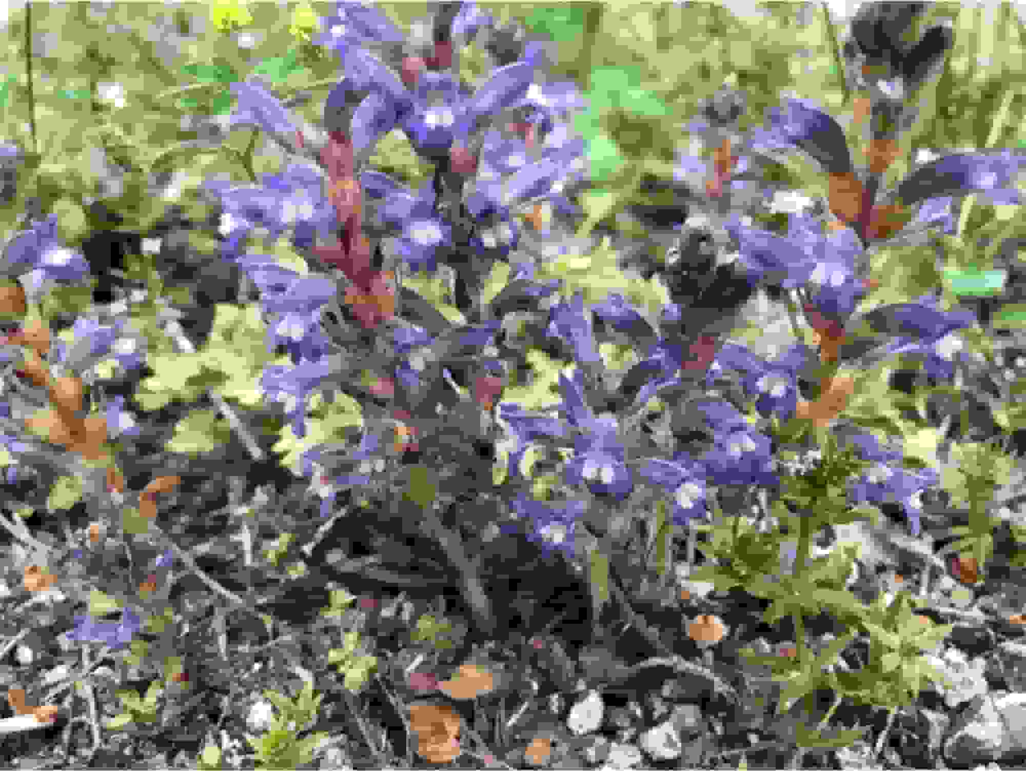 چالش‌های کشت کلزا در دهلران: کمبود آب و آفت انگلی