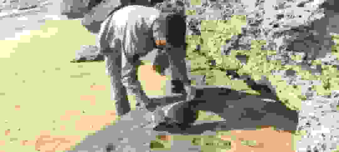 کشف لاشه چهار لاکپشت پوزهعقابی در ساحل جنوبی قشم