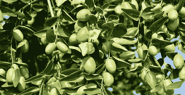 برداشت سالانه ۱۹۰۰ تن زیتون در لرستان