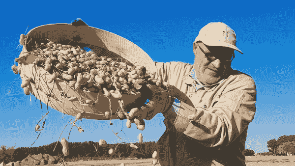 برداشت بیش از ۲۷ هزار تُن بادام‌زمینی از مزارع اردبیل