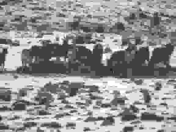 هشدار محیط‌زیست کهگیلویه و بویراحمد درباره نزدیک‌شدن حیات‌وحش به مناطق مسکونی