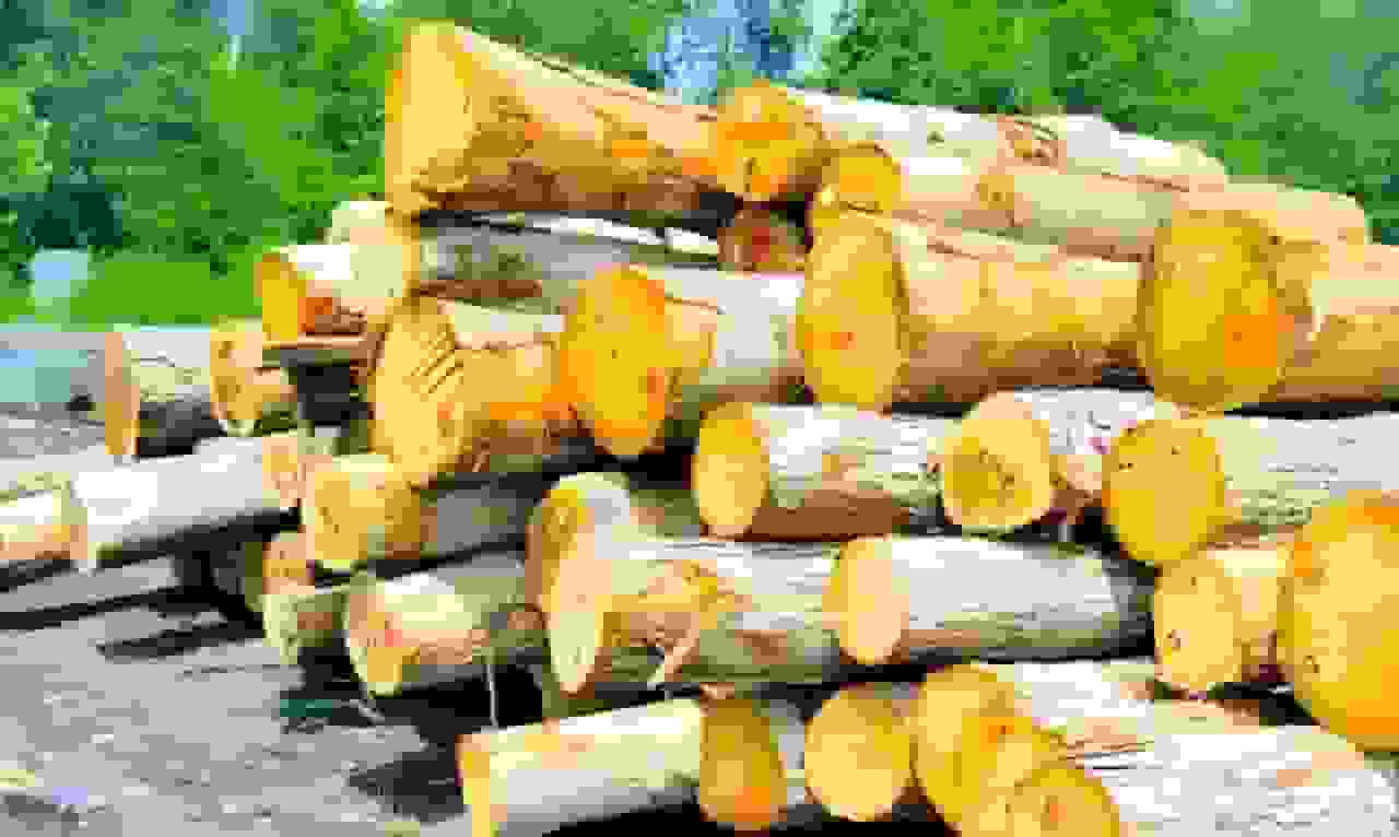 چادگان با تولید سالانه ۷ تن چوب قطب تولید چوب اصفهان