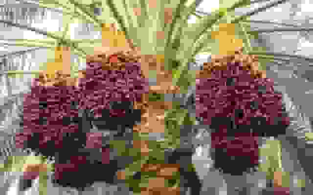 رتبه اول سیستان و بلوچستان در کشت نخیلات کشور